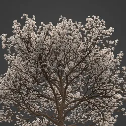 2021 PBR Almond Tree Collection - Prunus Dulcis  3D model