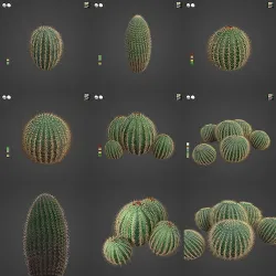 2021 PBR Arizona Barrel Cactus - Ferocactus Wislezenii  3D model
