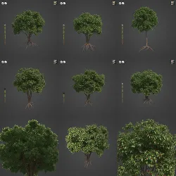 2021 PBR Arrow Poison Collection - Acokanthera Venenata  3D model