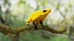 Arrow Frog 3D model