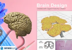 Brain Anatomy