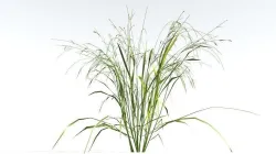 EVERYPlant Cheatgrass LowPoly 1 --18 Models-- Low-poly 3D model