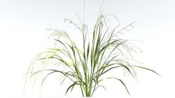 EVERYPlant Cheatgrass LowPoly 2 --18 Models-- Low-poly 3D model