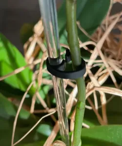Flower Clip