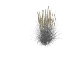 Karl Foerster Feather Reed Grass