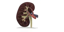 Kidney Cross Section