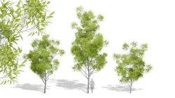 Nature Tree 3D model