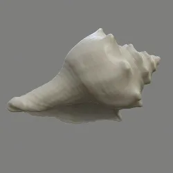 Seashell scan - 3D print model