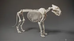 3D Lion Skeleton Sculpture 3D model