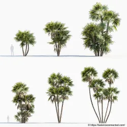 Acoelorrhaphe wrightii Everglades palms 3D Model 3D model