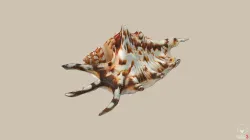 Big Seashell Low-poly 3D model