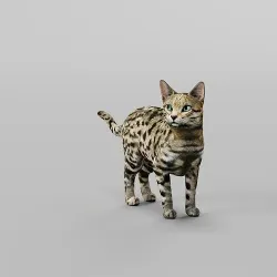 Black Spotted Cat 3D model