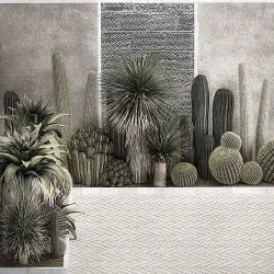Collection Of Tropical Desert Plants cactus 1127 3D model