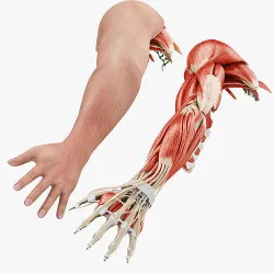 Complete Human Arm Anatomy Low-poly 3D model