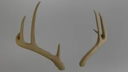 Deer antlers 3d Model 3D model