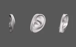 Ear Human 3D model