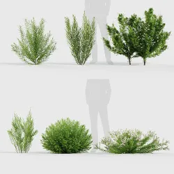 Erica Arborea tree heath  3D model