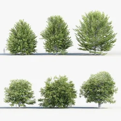 Fagus sylvatica European beech 3D model