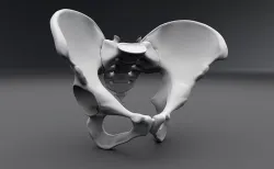 Human pelvis Realistic Articulated 3D print model