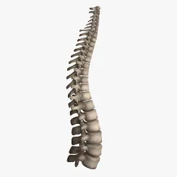 Human Spine Low-poly 3D model