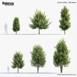 Laurus nobilis Bay laurel 3D Model 3D model