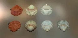 Mussel01 - 1k Triangles-Mesh and Decal Low-poly 3D model