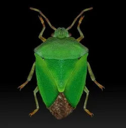 Palomena prasina Green Stink Bug Pentatomidae 3D print model