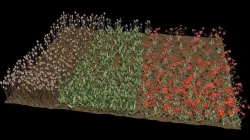 Poppy Field 3D model