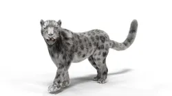 Realistic Fur Leopard  Rigged Low-poly 3D model