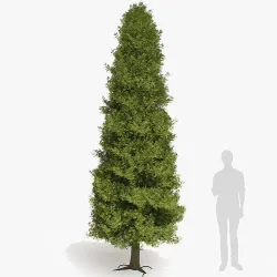 Thuja tree 3D model