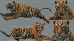 Tiger Animated 3D model