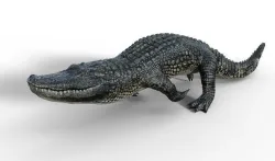 Alligator 3D model