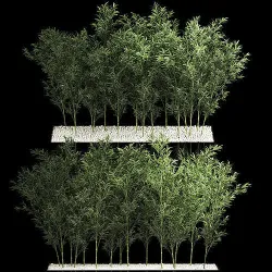 Bamboo Garden And Bamboo Thickets 1118 3D model