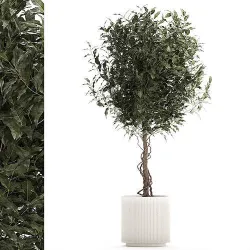 Beautiful interior tree Ficus benjamina in a flower pot 1232 3D model