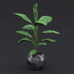 Cavendish Banana Plant II 3D model