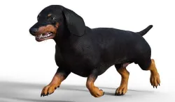 Dog Short leg 3D model
