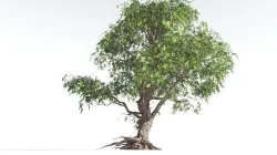 EVERYPlant Single-Leaf Pinyon Pine 2 --16 Models-- 3D model