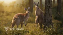 Female Kangaroo Animation VFX Grace 3D model