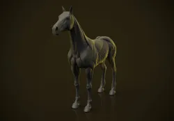 Horse Ecorche  3D print model