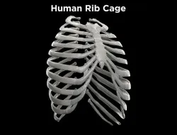 Human Ribcage - Ribs Low-poly 3D model