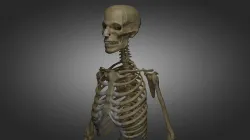 Human Skeleton  3D model