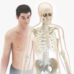 Human Skeleton with Ligaments 8K 3D model