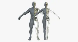 Male Female Skeleton with Skin Texture Collection 3D model