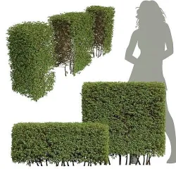 New Plant High detail Pyrrosia Lingua Box Hedge 3D model