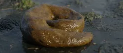 Realistic Wet Shit Low-poly 3D model