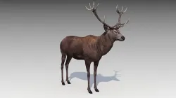 Red deer Low-poly 3D model