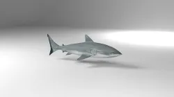Shark Low-poly 3D model