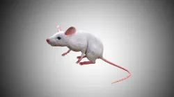 White Mouse Mice Low Poly Rigged  Low-poly 3D model