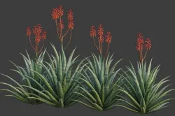 XfrogPlants Aloe Blue Elf - Aloe Monrovia  3D model