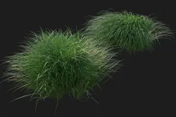 XfrogPlants Pennsylvania Sedge - Carex Pensylvanica  3D model
